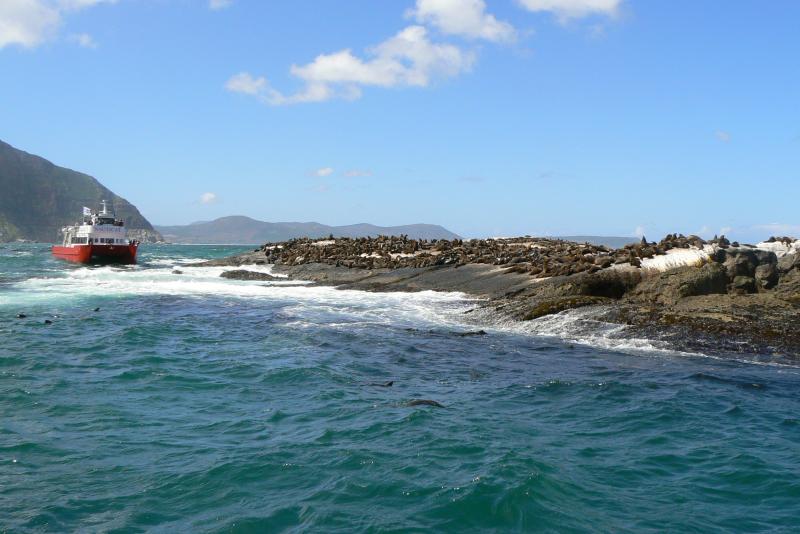 49 PENISOLA DEL CAPO Hout Bay